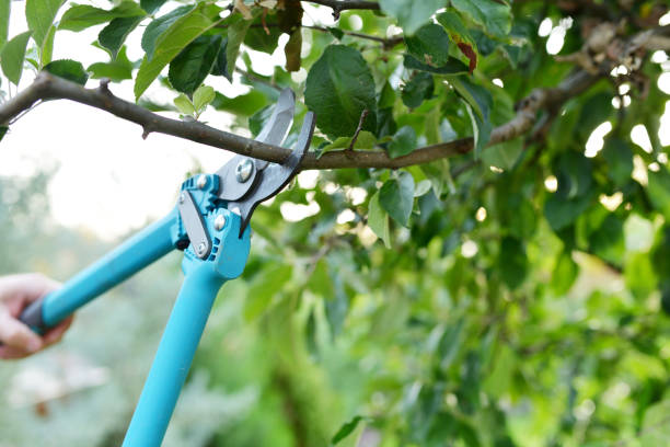 Tree Service Company in Woodland Hills, UT